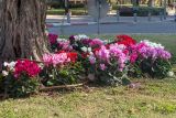 Cyclamen persicum