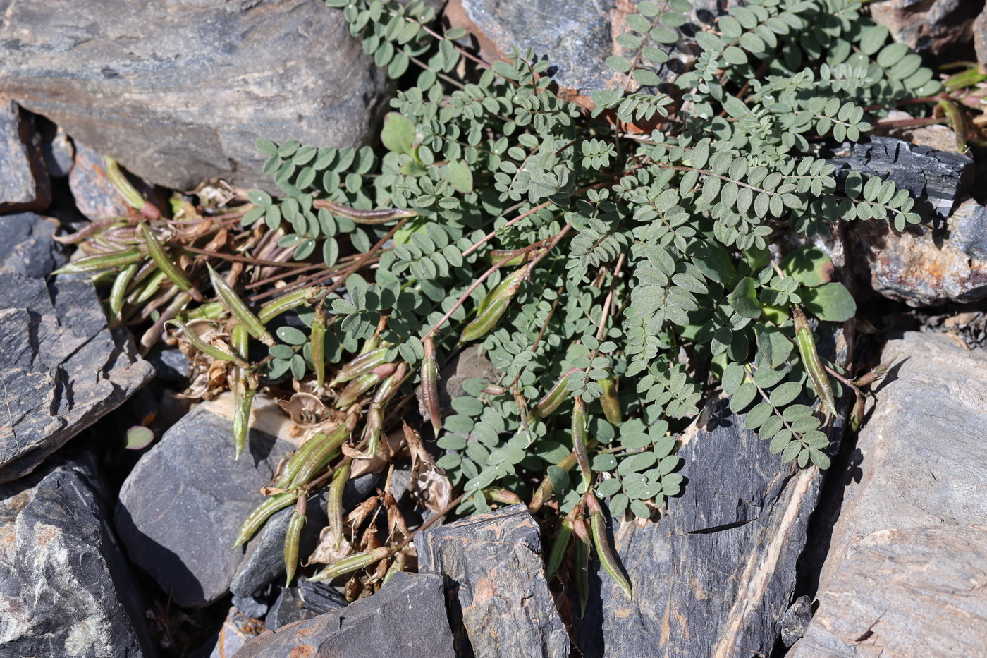 Image of Oxytropis pauciflora specimen.