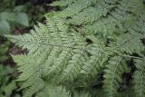 Dryopteris expansa. Вайя с сорусами (вид на абаксиальную поверхность). Владимирская обл., Александровский р-н, окр. с. Старая Слобода, сосновый бор. 11.06.2022.