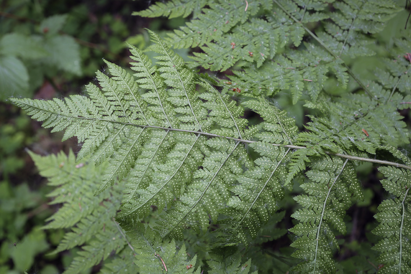 Image of Dryopteris expansa specimen.