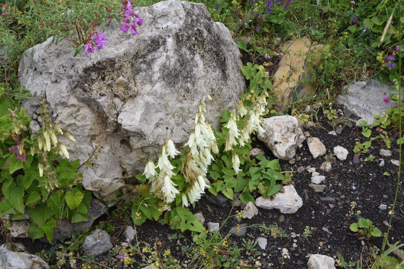 Image of Campanula alliariifolia specimen.