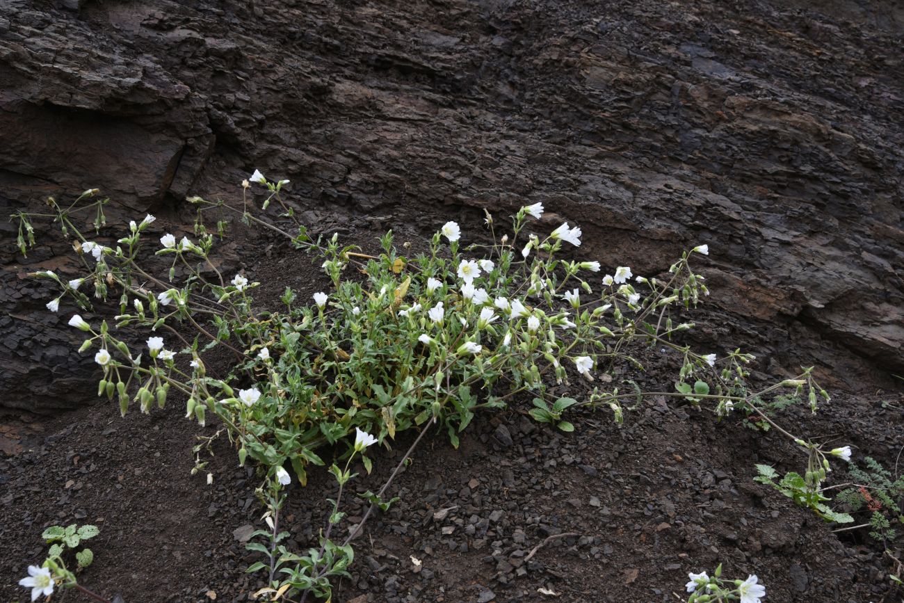 Изображение особи Cerastium multiflorum.