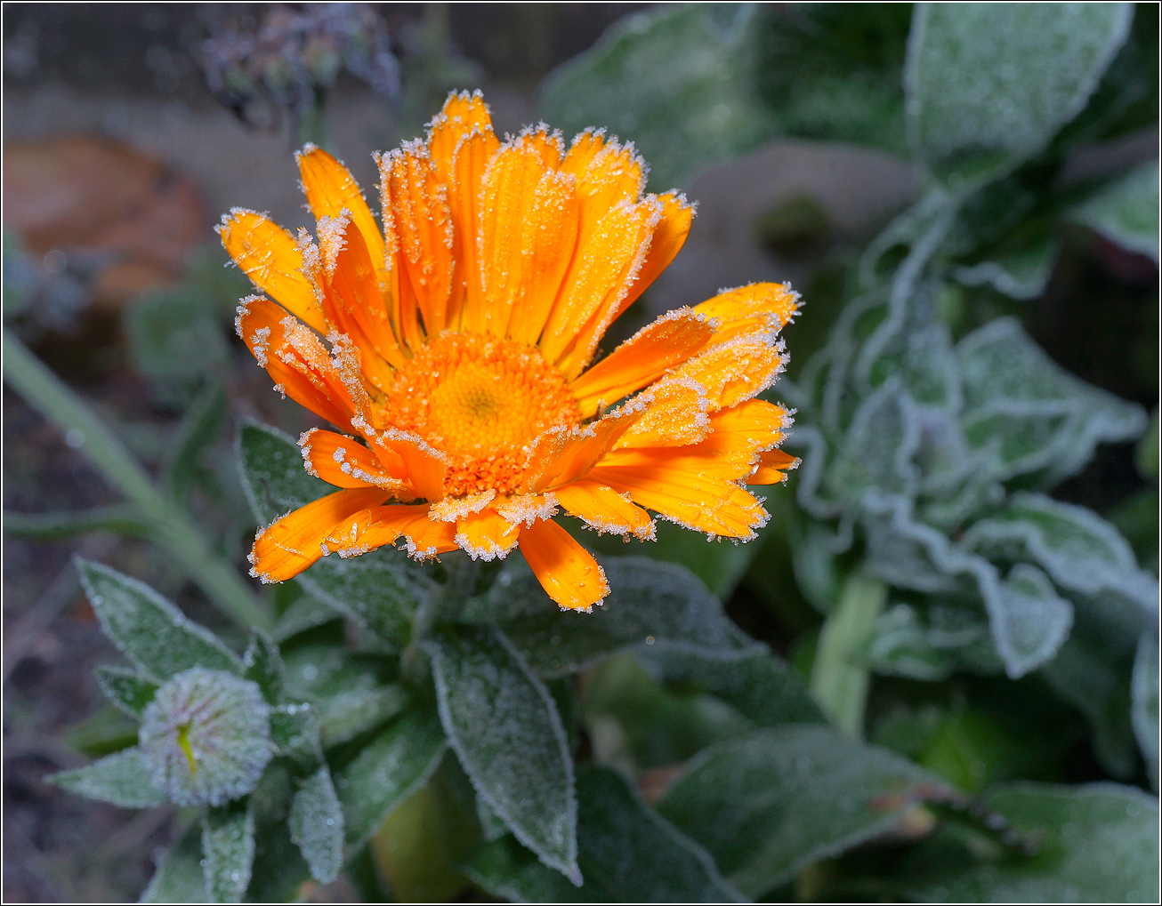 Image of Calendula officinalis specimen.