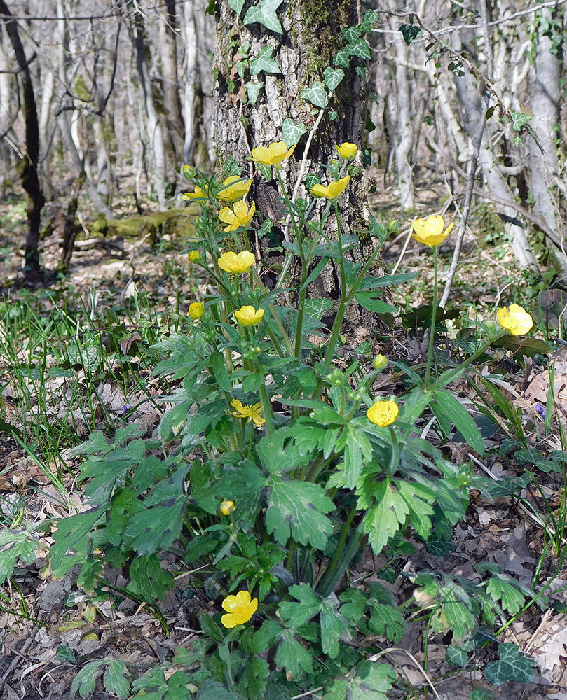 Image of Ranunculus constantinopolitanus specimen.