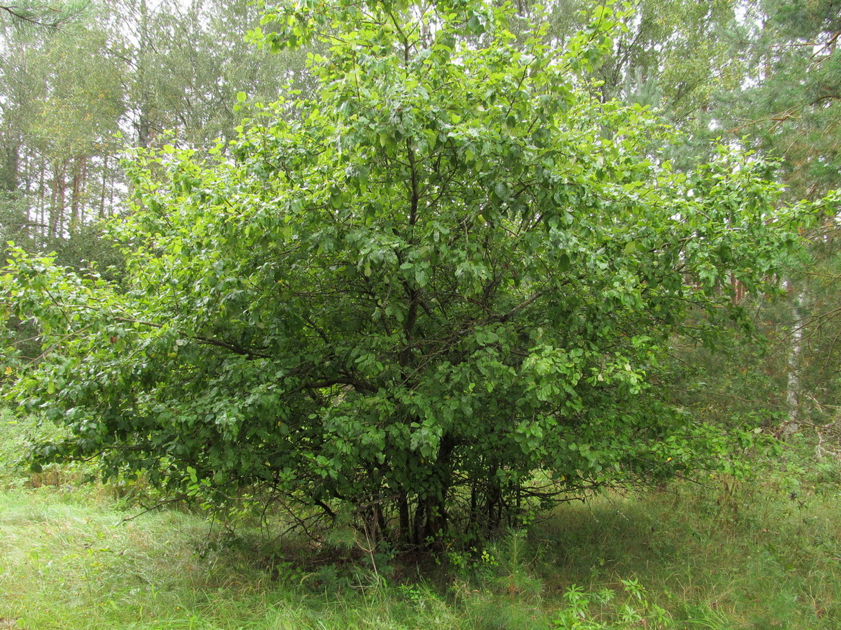 Изображение особи Malus domestica.