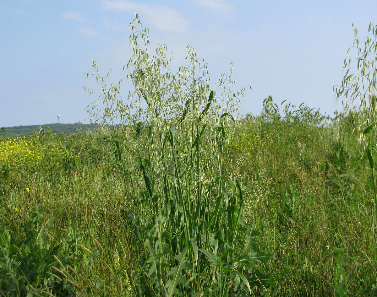 Image of Avena sativa specimen.