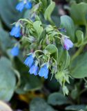 Mertensia maritima