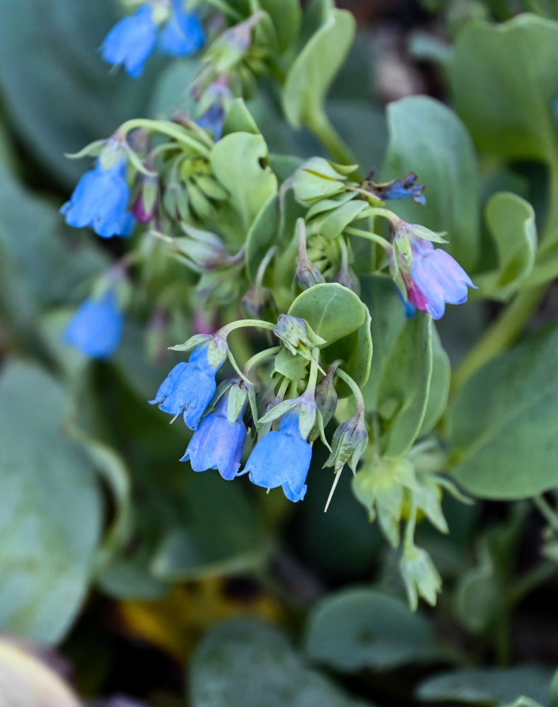 Image of Mertensia maritima specimen.
