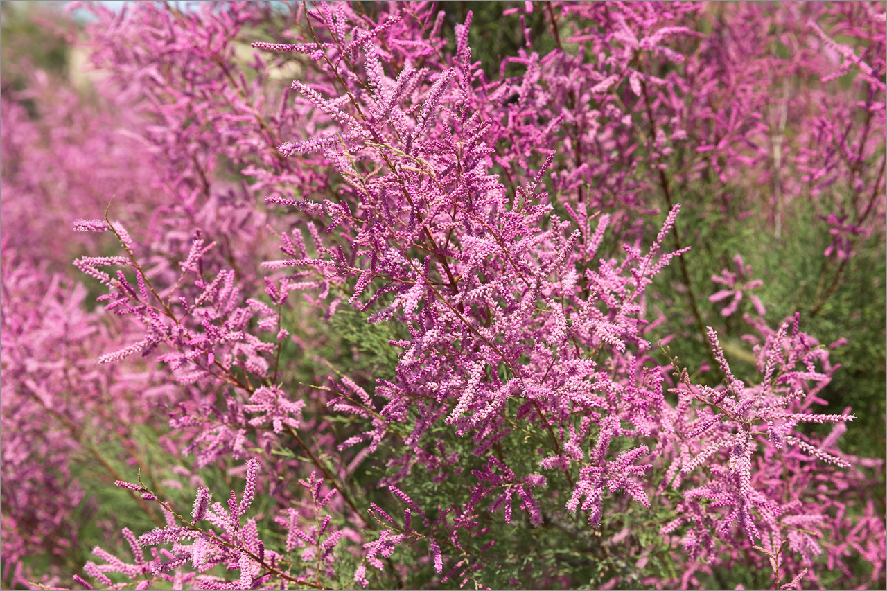 Image of Tamarix ramosissima specimen.