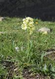 Primula intricata. Цветущее растение. Испания, Каталония, пров. Жирона, комарка Рипольес, муниципалитет Мольо, долина р. Риторт, верхняя часть каменистого склона сев. экспозиции, ≈ 1700 м н.у.м, субальпийский луг. 30.04.2023.
