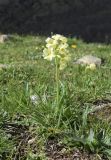 Primula intricata