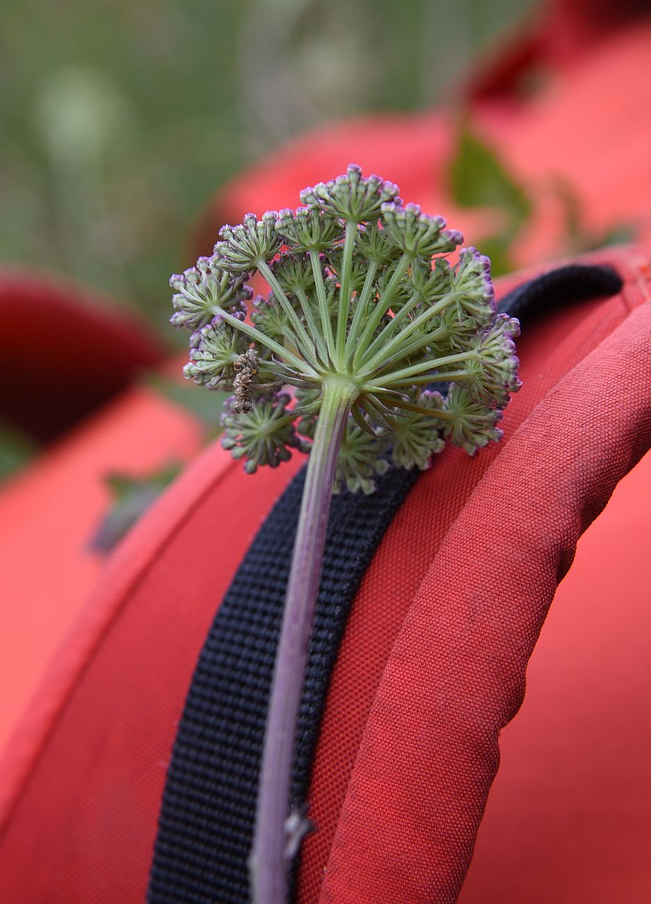 Изображение особи семейство Apiaceae.