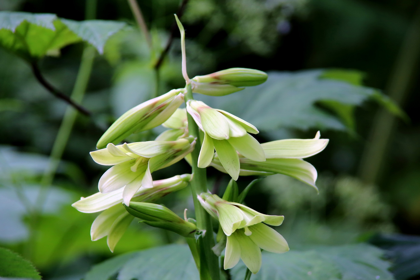 Image of Cardiocrinum cordatum specimen.