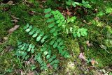 Astragalus glycyphyllos. Вегетирующее растение. Грузия, Самцхе-Джавахети, национальный парк \"Боржоми-Харагаули\", опушка широколиственного леса, поросший мхами участок склона. 11.06.2023.