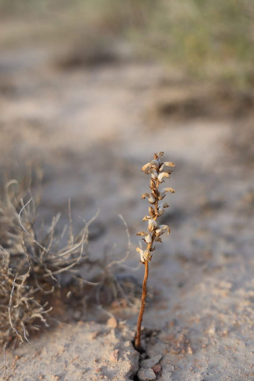 Image of Orobanche cumana specimen.