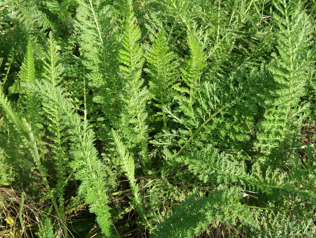 Image of Achillea inundata specimen.