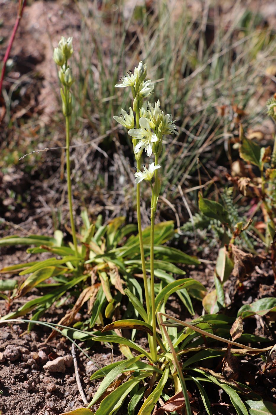 Изображение особи Swertia marginata.