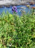 Aconitum sachalinense