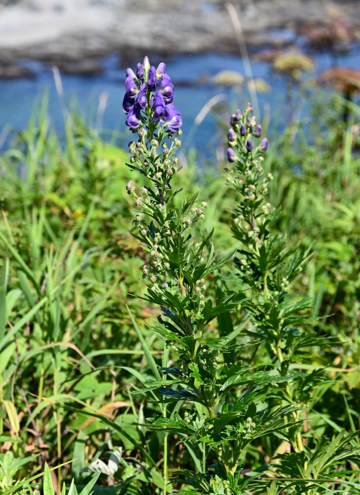 Изображение особи Aconitum sachalinense.