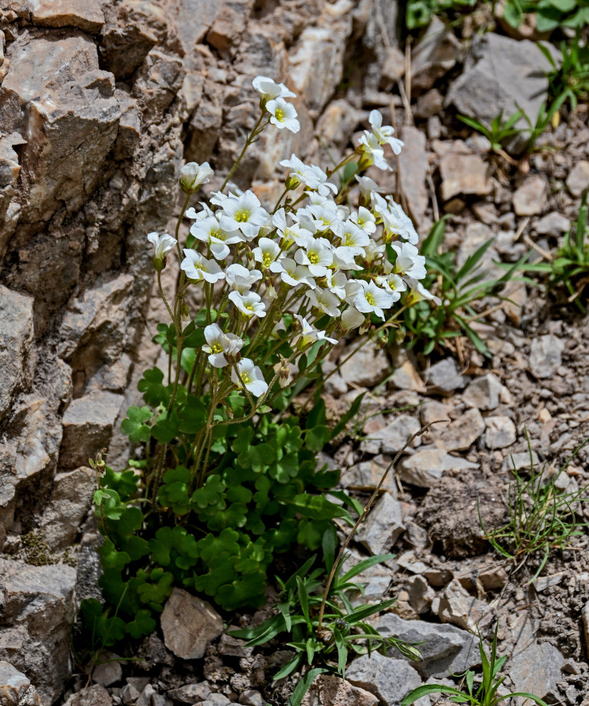 Image of Saxifraga sibirica specimen.