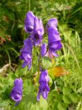 Aconitum maximum