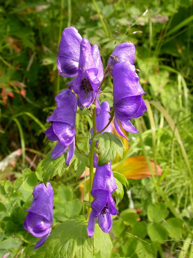 Изображение особи Aconitum maximum.