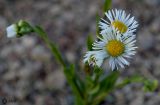 Erigeron annuus