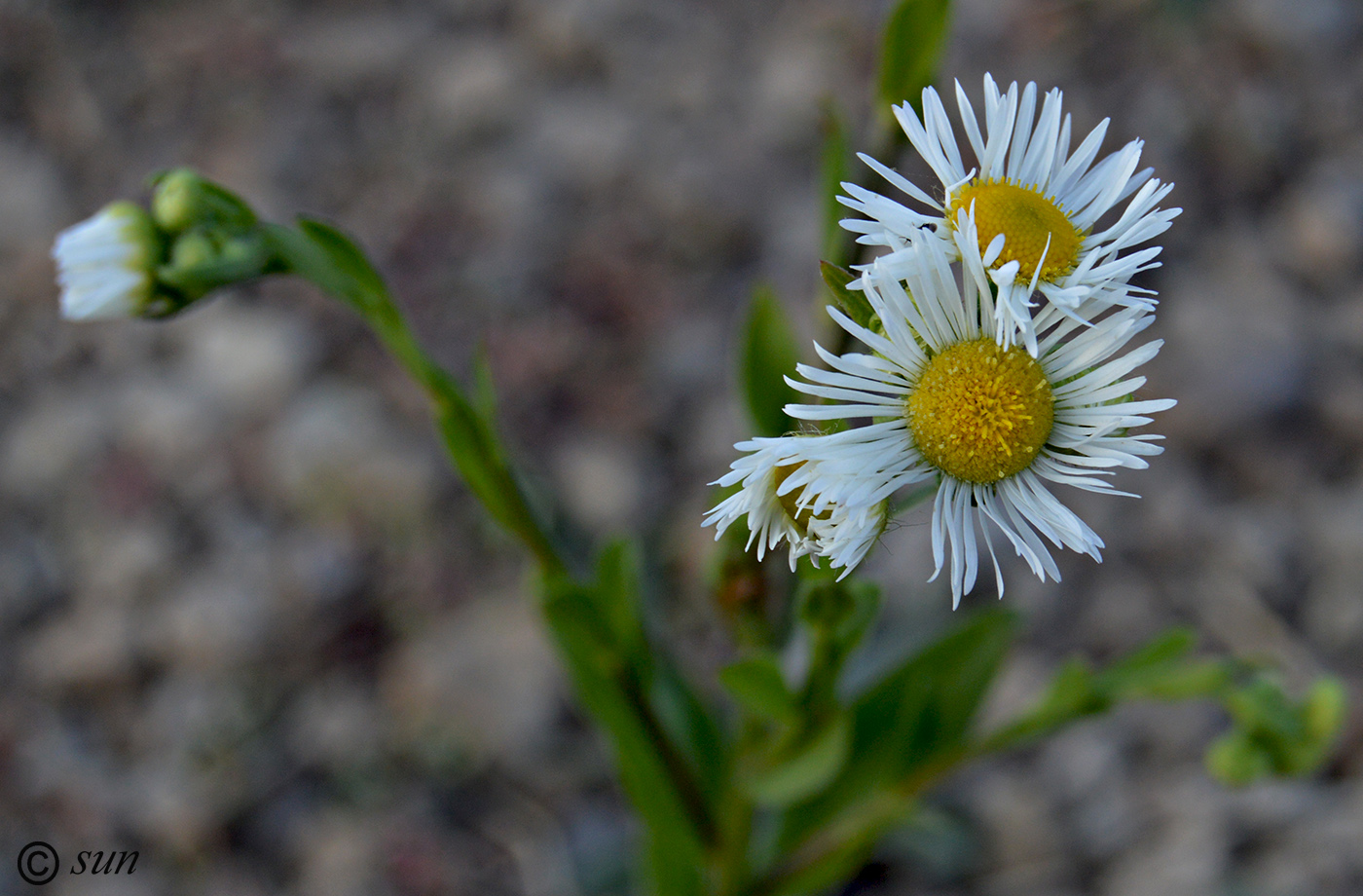 Изображение особи Erigeron annuus.