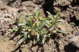 Gnaphalium rossicum