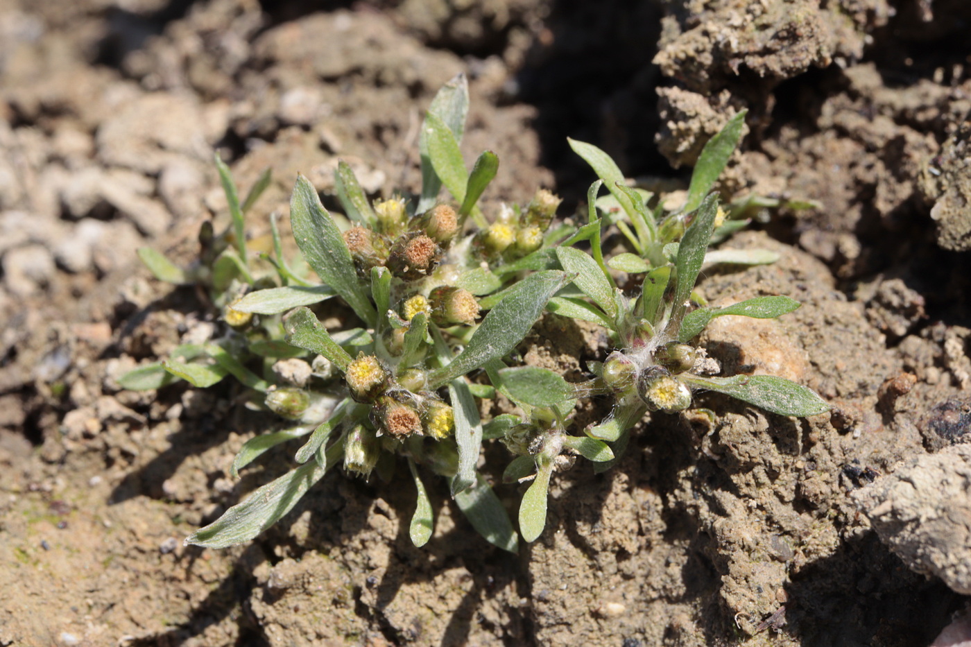 Изображение особи Gnaphalium rossicum.