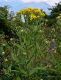 Senecio propinquus. Верхушка цветущего растения. Чечня, Итум-Калинский р-н, окр. с. Ведучи, ≈ 1500 м н.у.м., луг. 27.07.2022.