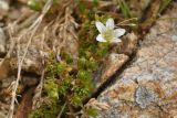 Minuartia inamoena