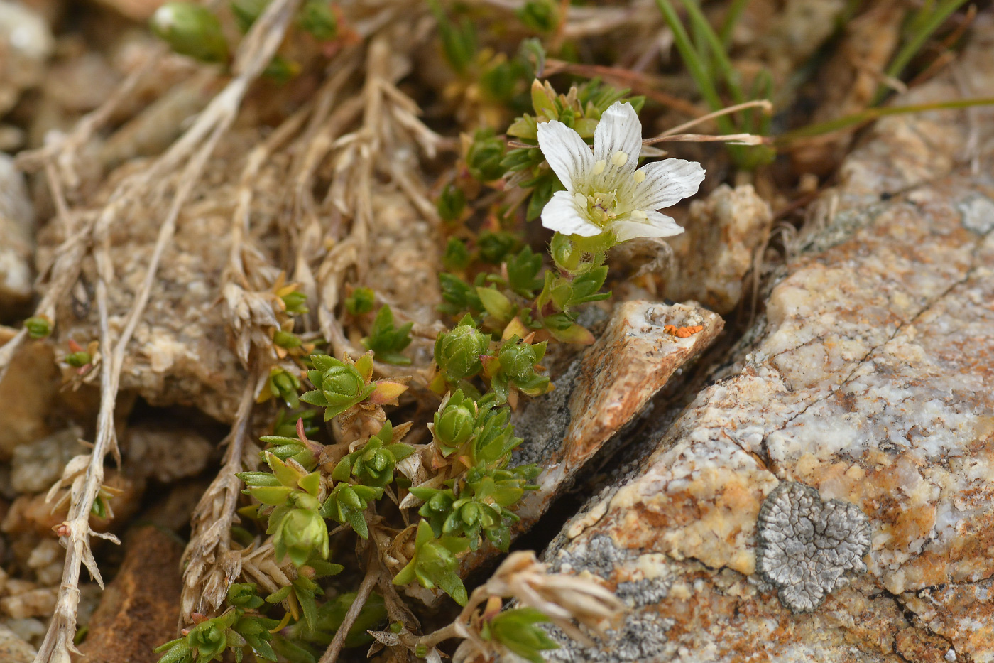 Image of Minuartia inamoena specimen.