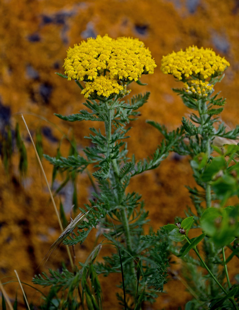 Image of Achillea arabica specimen.