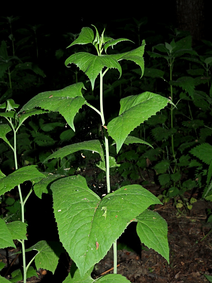 Image of Parasenecio hastatus specimen.