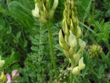 Astragalus follicularis. Соцветие. Алтай, Онгудайский р-н, мелкотравная степь по долине реки Урсул. 21.06.2007.