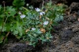 Stellaria ruscifolia. Цветущее и плодоносящее растение. Курильские о-ва, о-в Итуруп, окр. г. Курильск, на скале. 22.08.2023.