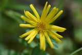 Inula ensifolia. Соцветие. Республика Адыгея, окр. пос. Каменномостский, верхняя часть левого борта долины р. Аминовка, поляна в дубовом лесу. 30 июля 2023 г.