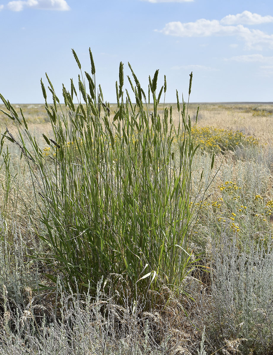 Изображение особи Agropyron desertorum.