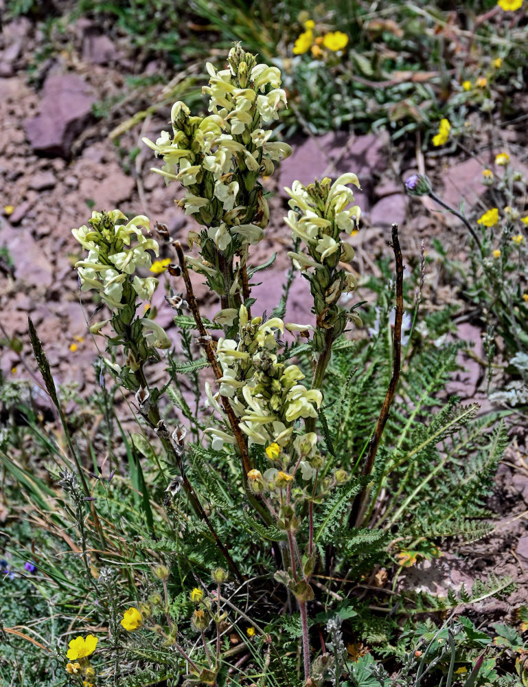 Изображение особи Pedicularis dubia.