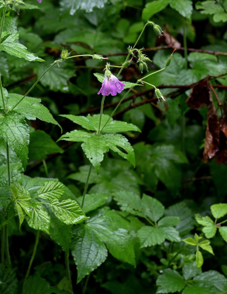 Image of Geranium gracile specimen.