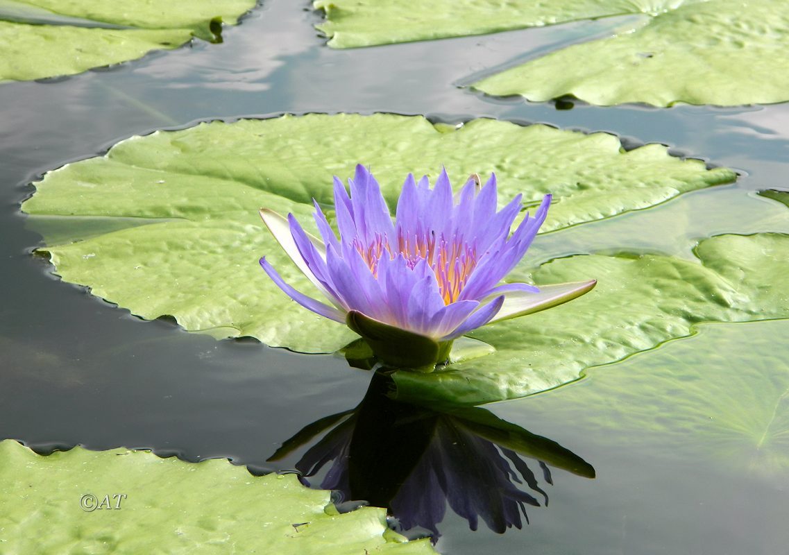 Изображение особи Nymphaea nouchali var. caerulea.