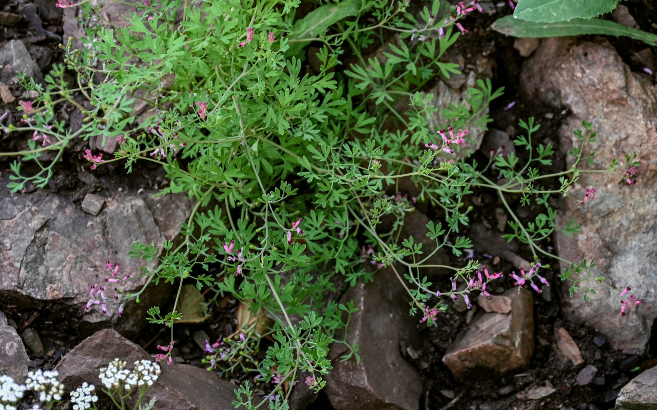 Изображение особи Fumaria officinalis.