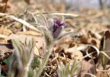 Pulsatilla chinensis. Верхушка расцветающего растения. Приморский край, Уссурийский ГО, окр. с. Монакино, широколиственный лес, поляна на сопке. 21.04.2024.