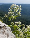 Galium valantioides