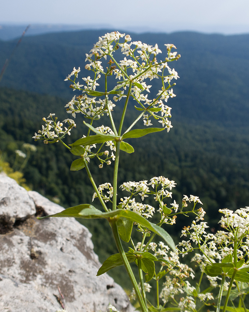 Image of Galium valantioides specimen.