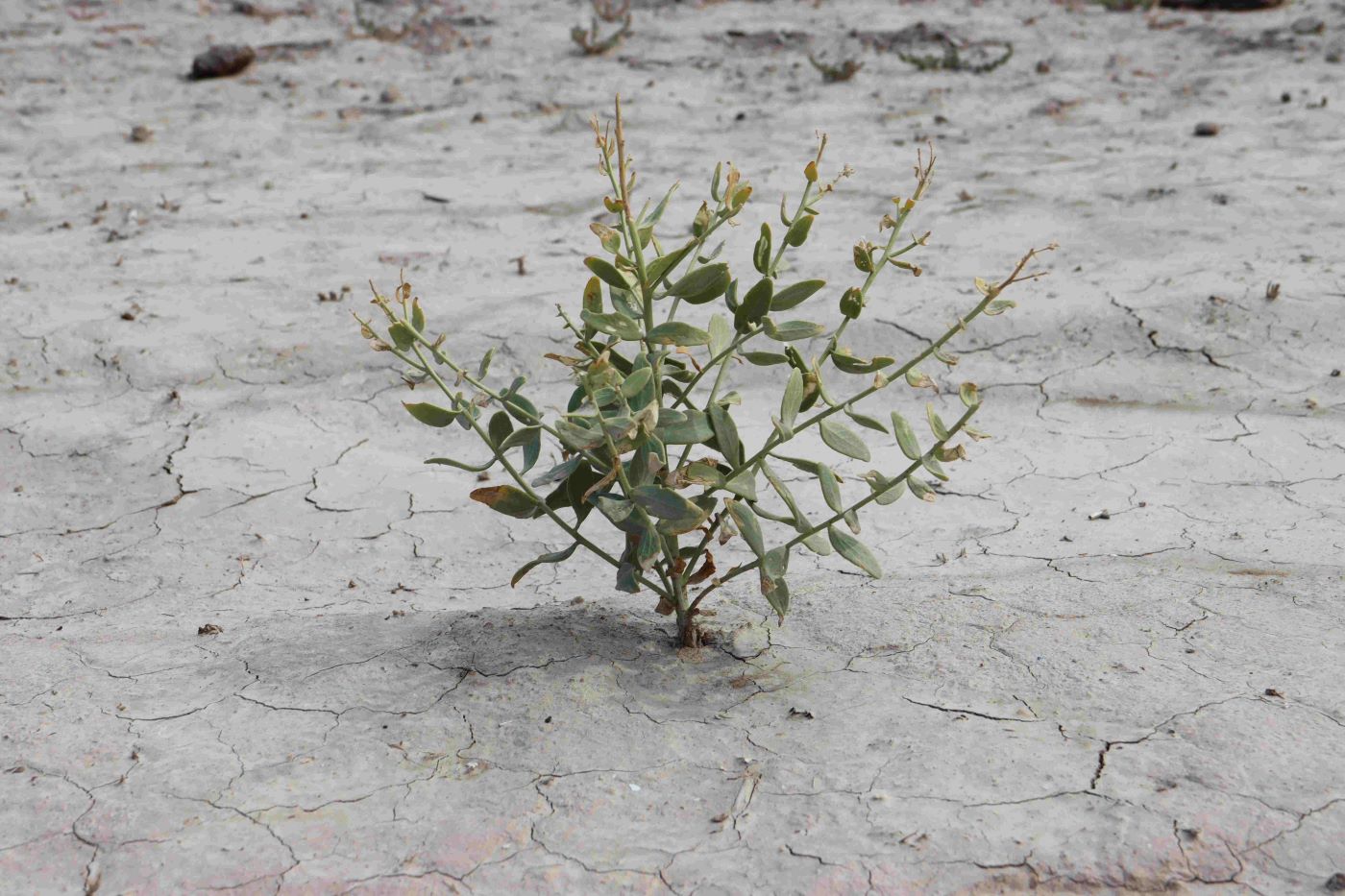 Изображение особи Karelinia caspia.