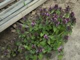 Lamium purpureum. Цветущее растение. Пермский край, Краснокамский р-н, окр. пос. Оверята, СНТ, сорное. 21.05.2024.