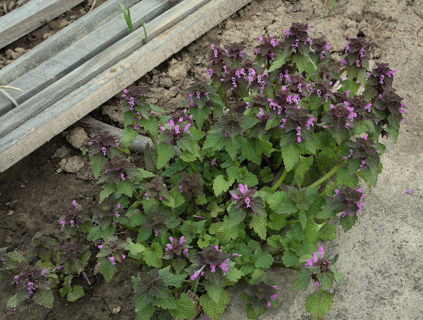 Image of Lamium purpureum specimen.
