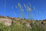 Hordeum bulbosum